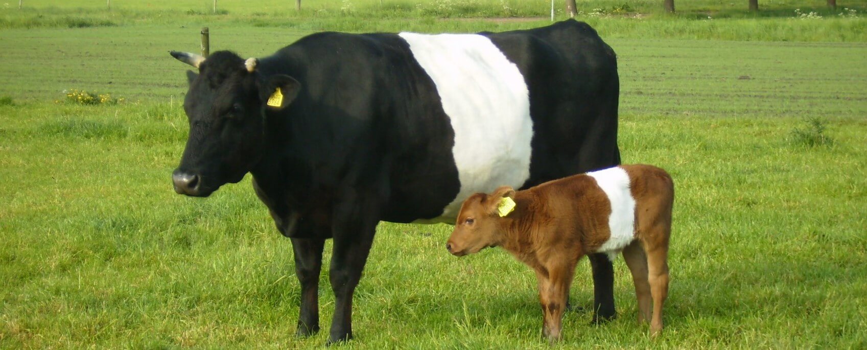 In your opinion, what is the ideal complexion for a cow?